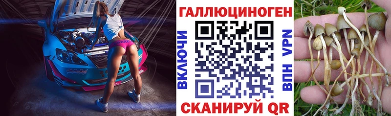 купить  сайты  Малмыж  Псилоцибиновые грибы Psilocybe 